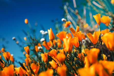 Orange petaled flowers blooming in the field.の写真素材