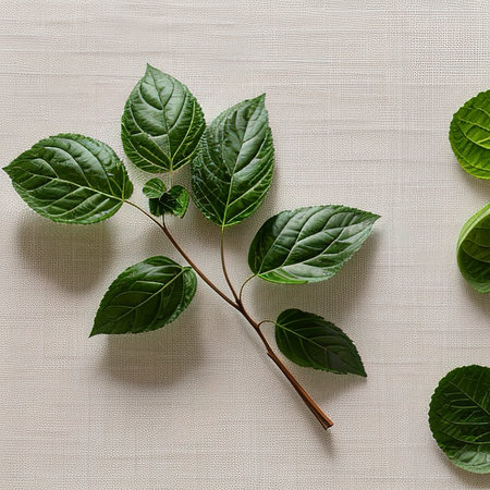 Bergamot kaffir lime herb fresh isolated on whiteの素材