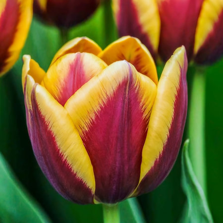 Beautiful close up macro tulipの素材
