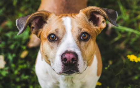 Close up pets focus on cameraの素材