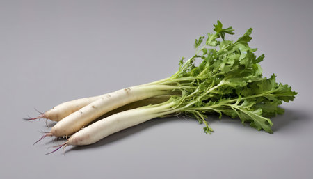 Isolated a root of rocket vegetable over white.の素材