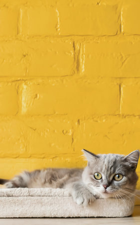 cute kitty with monochrome yellow wall backgroundの素材