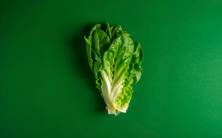 Fresh ripe cos lettuce on green color backgroundの素材