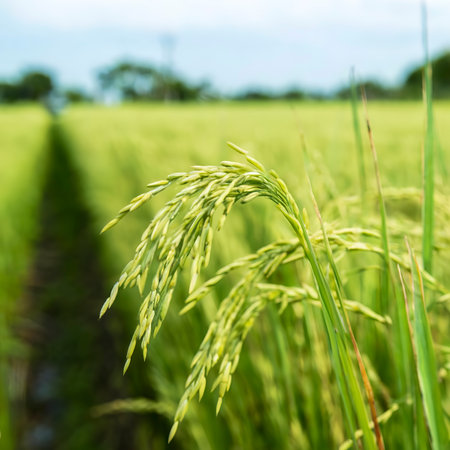 Rice plant in the field with seedの素材