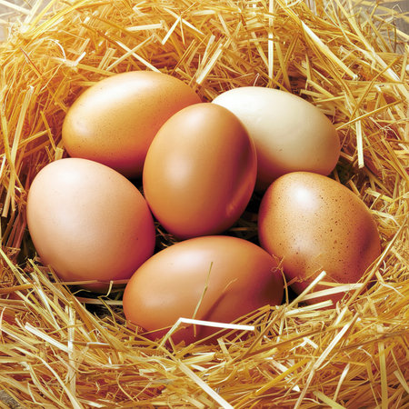 Fresh chicken eggs on straw.の素材