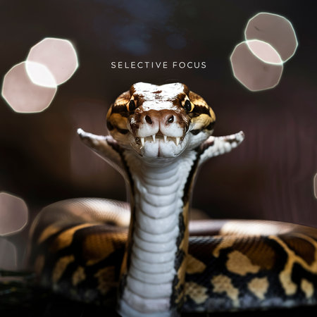 selective focus python sticking outの素材