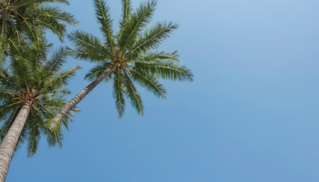 Coconut tree with blue sky and copy spaceの素材
