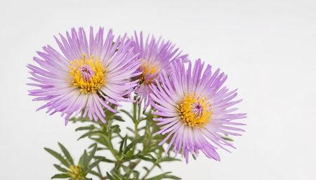 Cutter Aster flower isolated on white backgroundの素材