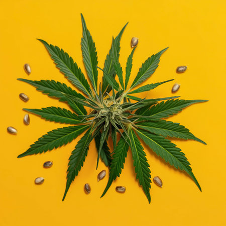 cannabis branch with green leaves and seeds isolated on belrm backgroundの素材