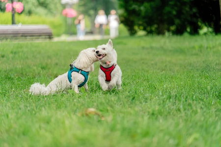 Two small white dogs wearing harnesses playing happily on a grassy park.