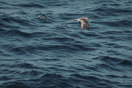 a small bird is flying over the water with blue and purple hues
