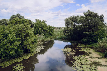 trees on the bank of a small riverの写真素材