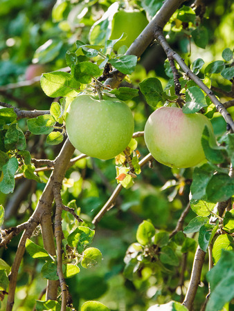 green apple on the treeの写真素材