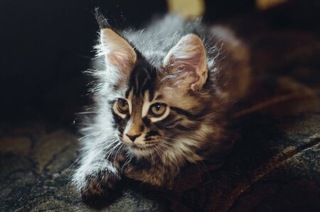 maine coon kittenの写真素材