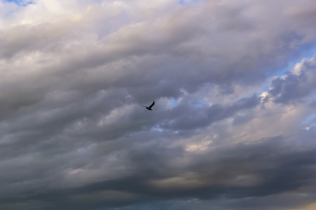 Flying bird in skyの写真素材
