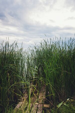 reeds on a small riverの写真素材
