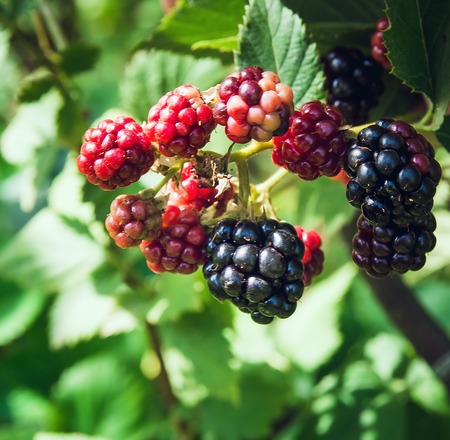 Growing blackberriesの写真素材