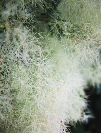 bush smoke treeの写真素材