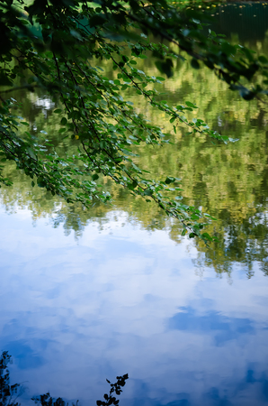 green leaves reflecting in the water, shallow focusの写真素材