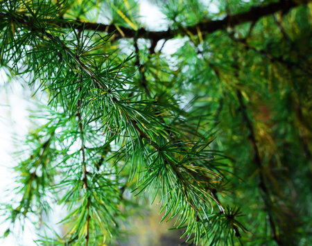 Young branch in spring from European Larch (Larix decidua). Nice fresh colors.