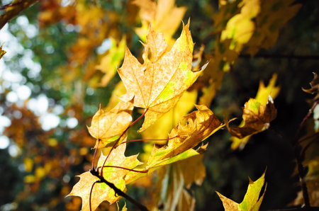 Intense, warm sunrays illuminate the dry, gold beech leaves covering the forest ground
