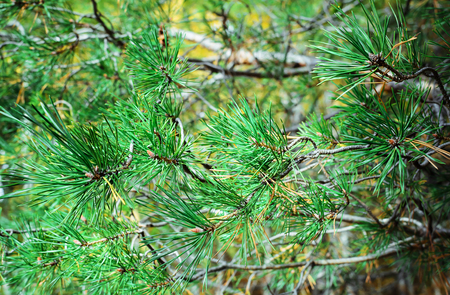 green fir tree or pine branchesの写真素材