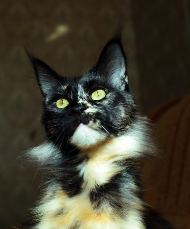 tortoiseshell cat Maine Coonの写真素材