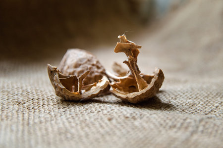 closeup of nut shells