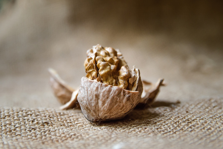 walnut kernelの写真素材
