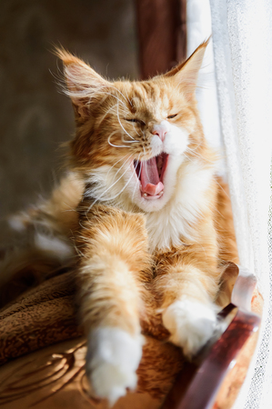 red cat Maine Coon yawnsの写真素材