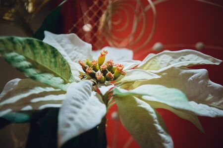 beautiful artificial flowers on a pink backgroundの写真素材