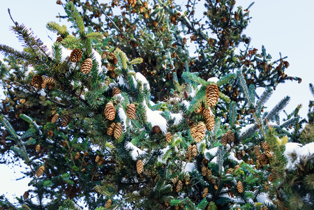 Pine branch with cones in the snow - Christmas Holidays Backgroundの写真素材