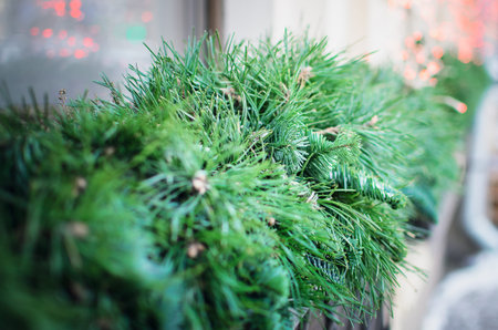 pine branch close up