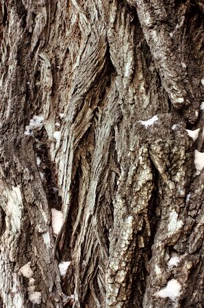 tree bark in the backgroundの写真素材