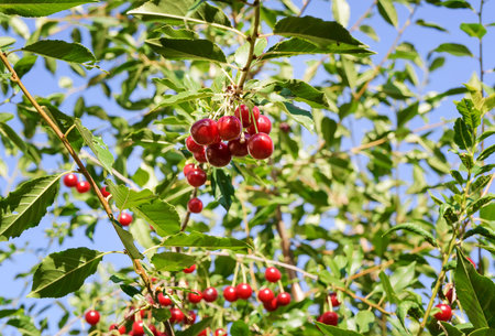 red cherries on a branch on a sunny day in summer