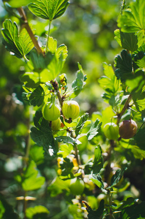 Fresh green gooseberries on a branch of bush with sunlight in the fruit garden.の写真素材