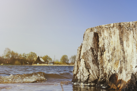 A large old textured stump against the background of a river on a summer day. Spring concept.の写真素材