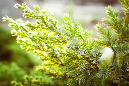 Evergreen China juniper Juniperus davurica Expansa Variegata. Photo of bush of a coniferous tree in...