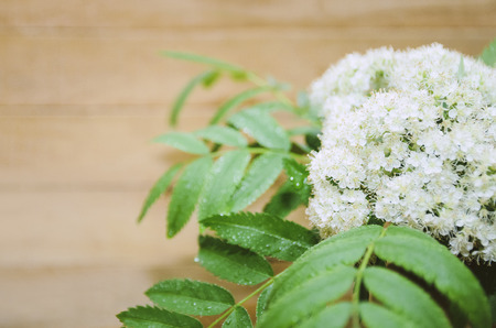 Flowers of mountain ash on a wooden background. Close-up, selective focus, copyspace for text.の写真素材