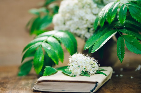Flowers of mountain ash and a book on a wooden background. Close-up, selective focus.