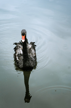 One beautiful black Swan floating on the pond surface under rain. Vertical photography.の写真素材