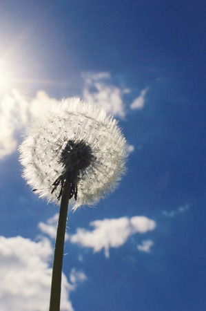 Fluffy dandelion against the blue sky.の写真素材