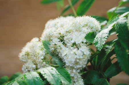 Flowers of mountain ash on a wooden background. Close-up, selective focus.