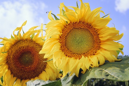 Yellow sunflower flower against the blue sky. Beautiful natural background.の写真素材