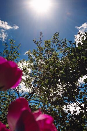 Flowers and branches of trees in front of a bright sun against a blue sky. Beautiful background. Vertical photography.の写真素材
