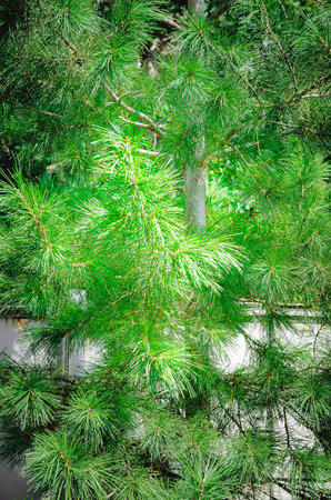 green pine branches close-up, beautiful background
