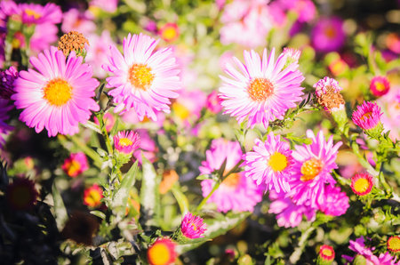 Pink chrysanthemum flowers macro image, floral vintage background. Closeup, soft focus.
