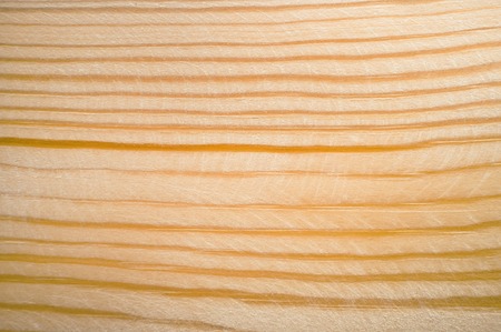 Wooden cut texture, tree ringsの写真素材