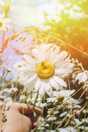 Camomile on a summer meadow in the sunlight, closeup. Beautiful summer background. Effect of the setting sun.の写真素材