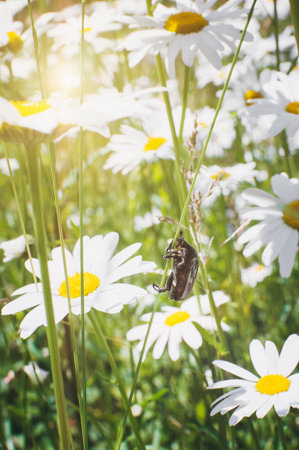 Melolontha crawls along the stalk of chamomile on a summer meadow. Closeup, soft focus. Vertical...